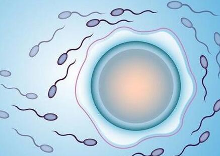 备孕期的男性如何保持精子健康活力？卵泡是如何成长的？
