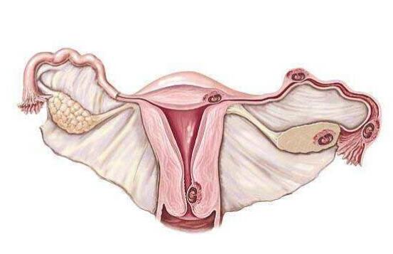 子宫内膜为什么会变薄？有什么办法能恢复呢？